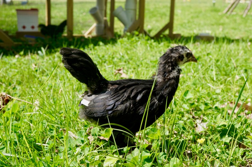 5weekBlackLangshanPullet