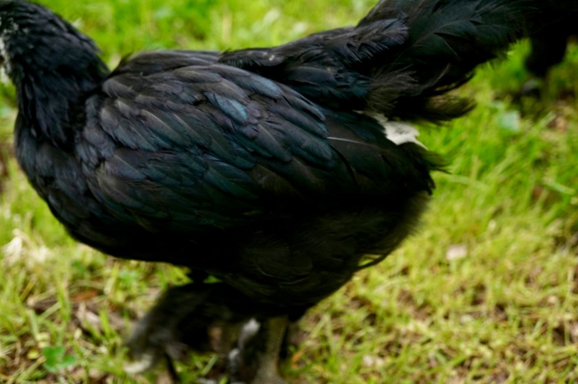 BlackLangshanFeathers6Weeks