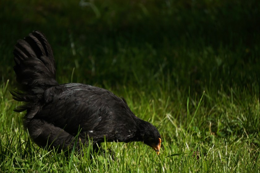 BlackLangshanPullet-8weeks