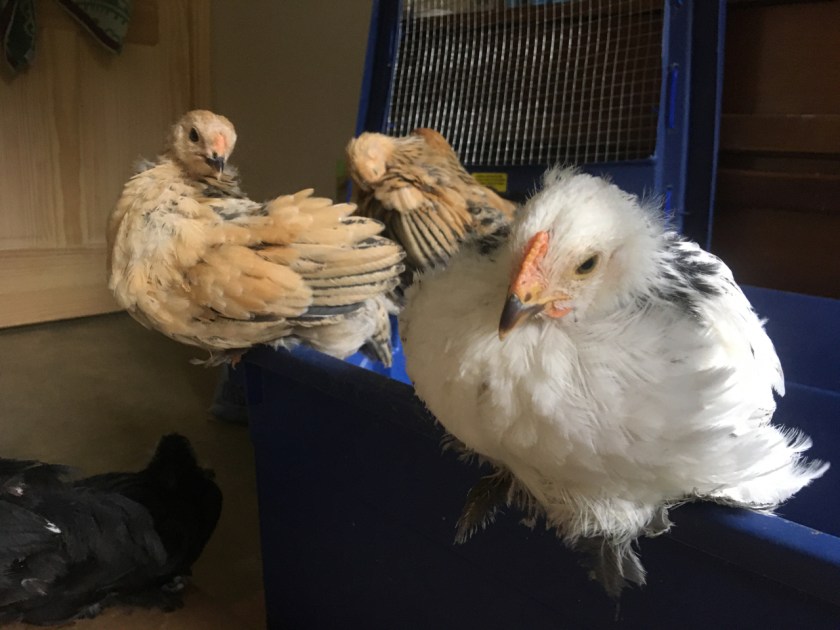 BrahmaChicksRoosting-5weeks