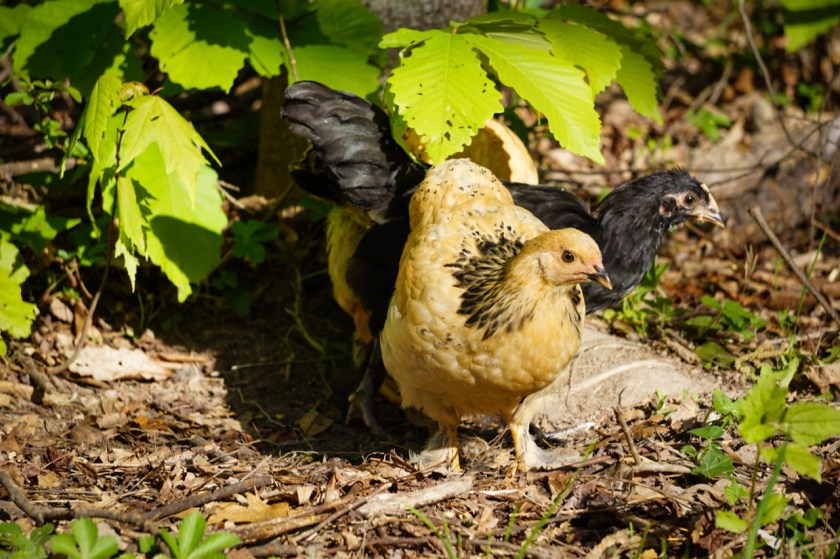 BuffBrahma-Dustbath8weeks