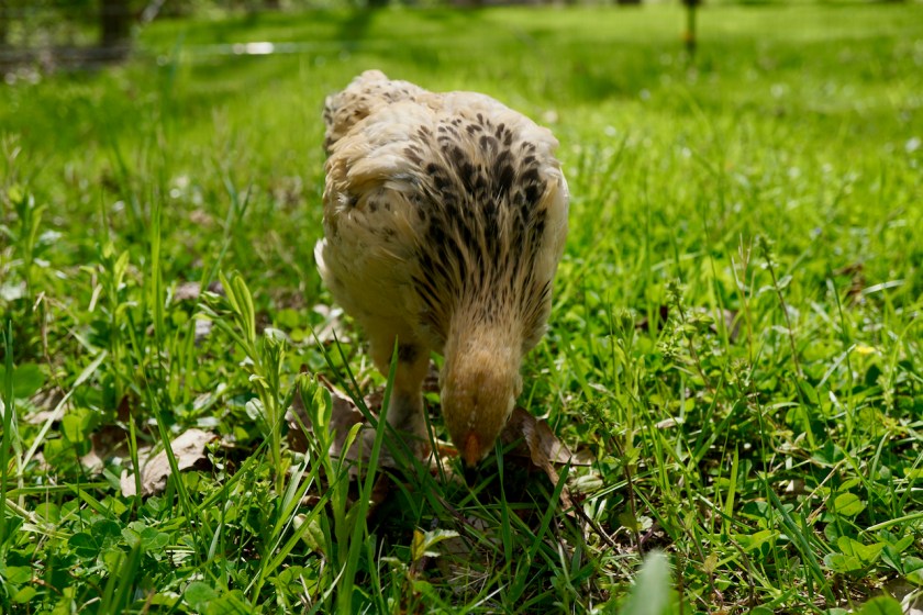 BuffBrahma-PulletinGrass-5weeks