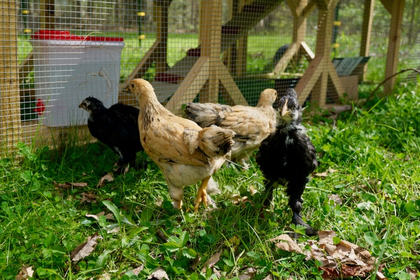 BuffBrahmas-BlackLangshanChicks-Tractor