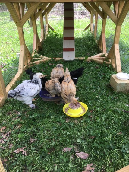 Chicks-FeedandGritOutside