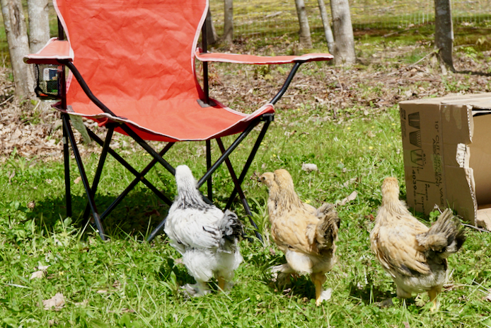 CogburnLeadstheBrahmas