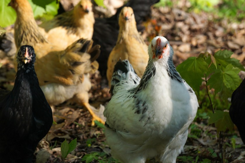 LightBrahma-BlackLangshan-8weeks