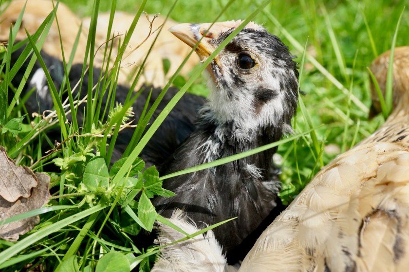 Pinkie-LangshanWatchesSky