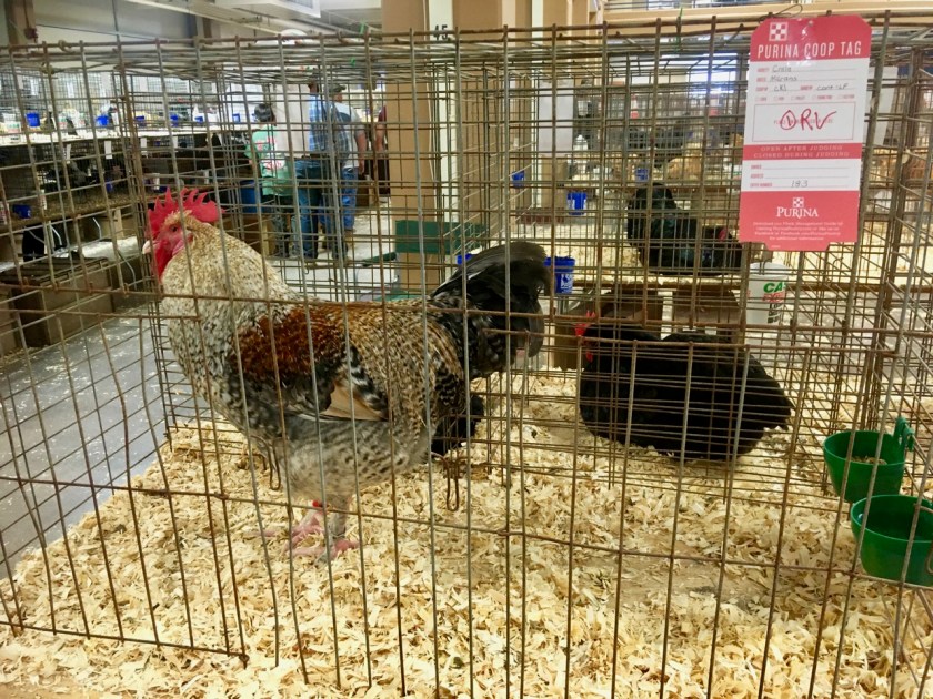 RoosterinKennel-ChickenShow