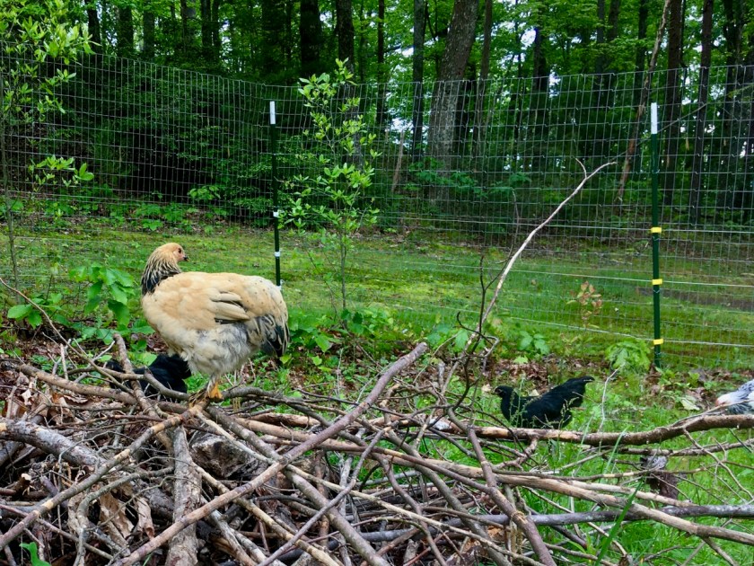BrahmaDonna-Woodpile