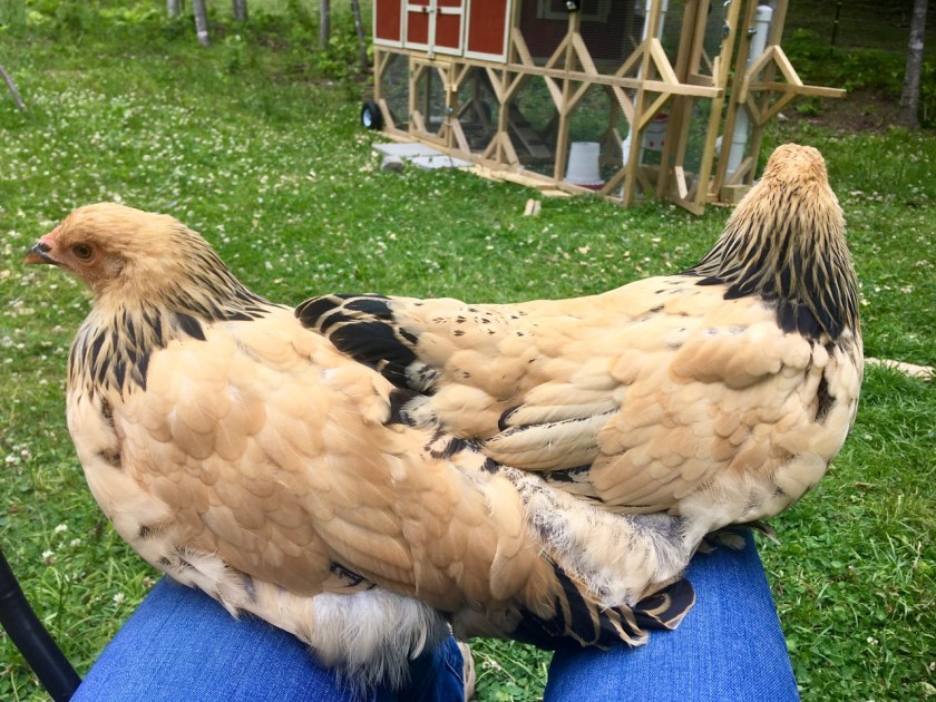 BuffBrahmaLapChickens