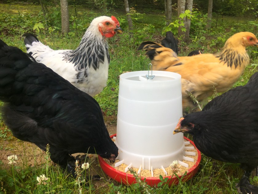 Cogburn-NewChickenFeeder