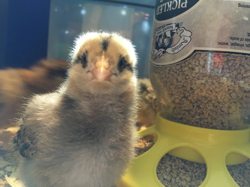 EasterEgger3-2dayoldchick