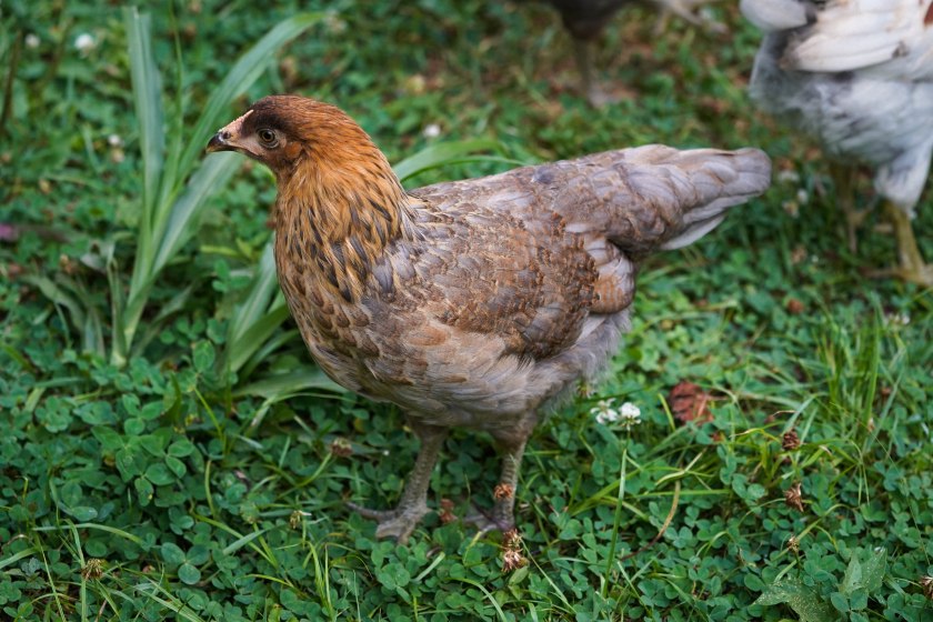 Ashley-EEpullet9weeks