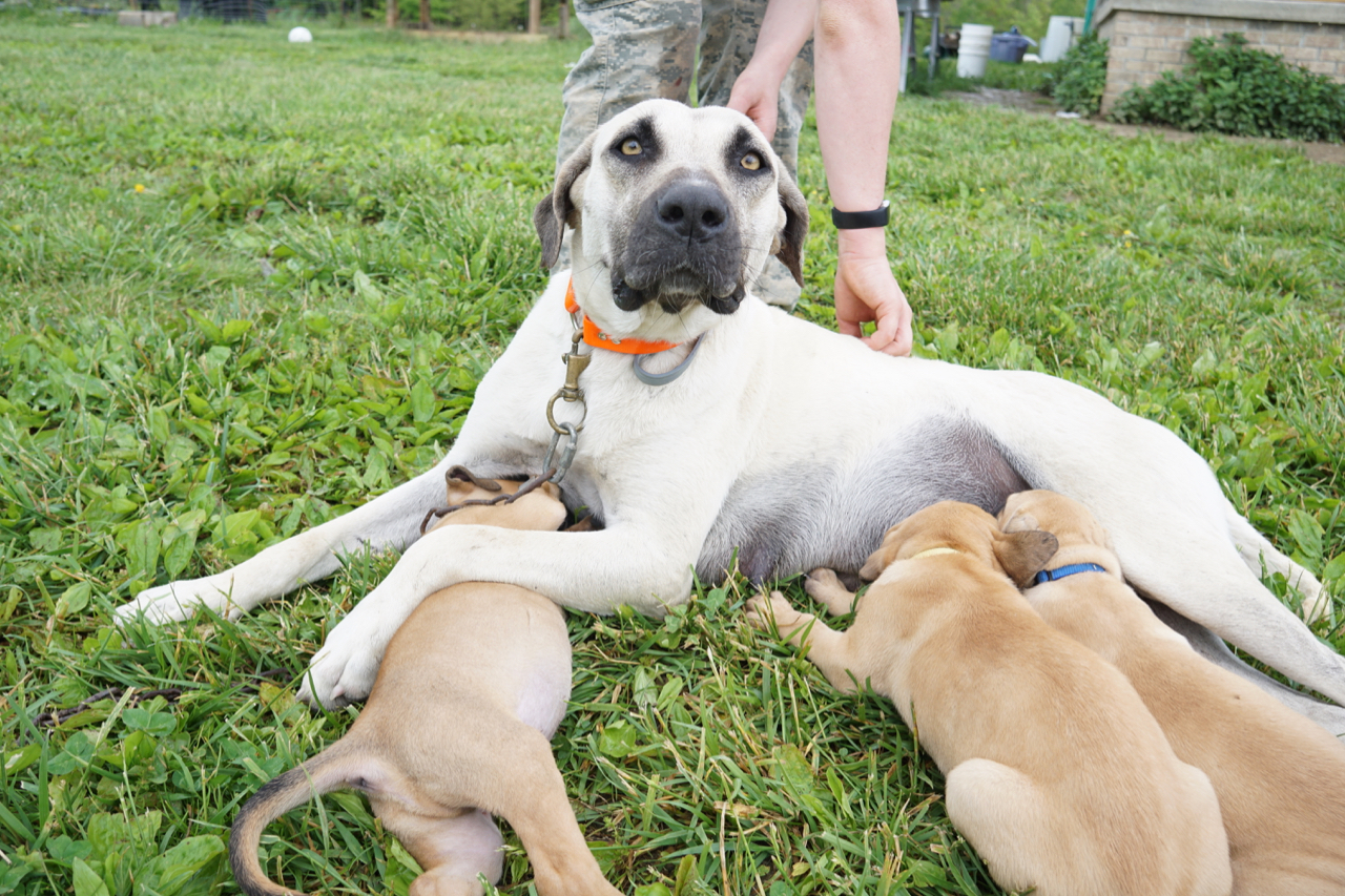 BlackMouthCur-withPuppies