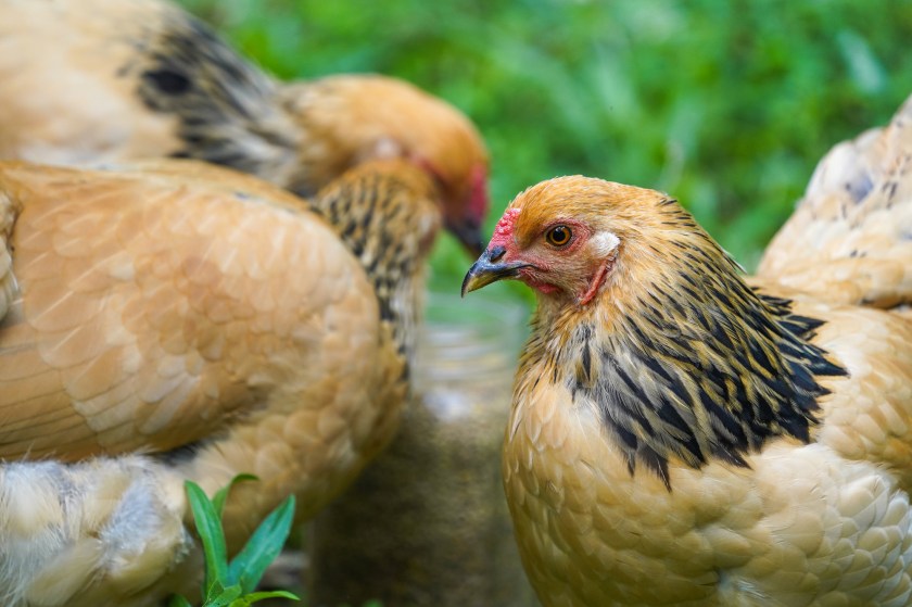 BuffBrahmaPullet-17weeks