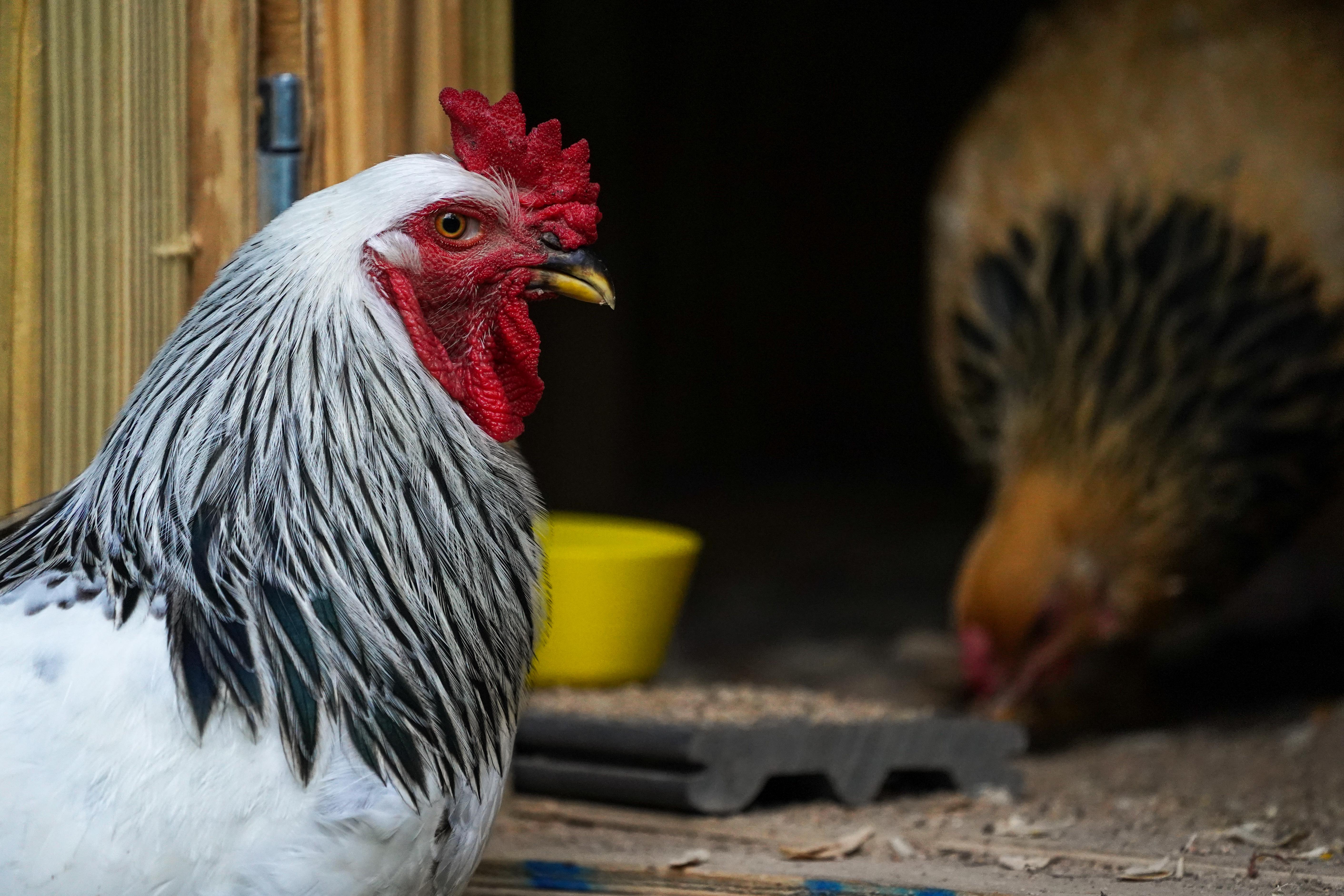 Cogburn-whatareyoulookingat