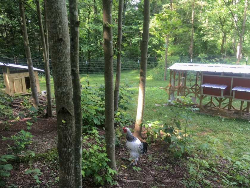 CogburnonMorningPatrol