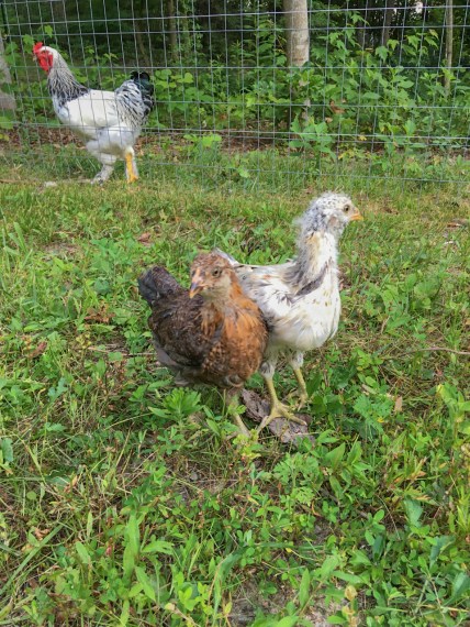 EasterEggerChicks-3weeks-LightBrahmaCockerel