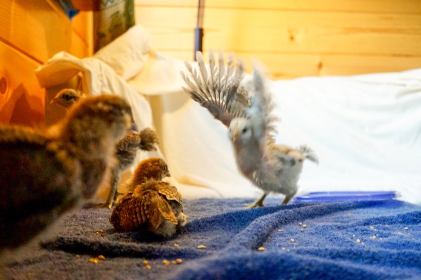 EasterEggerChicks-3weeks-Partying