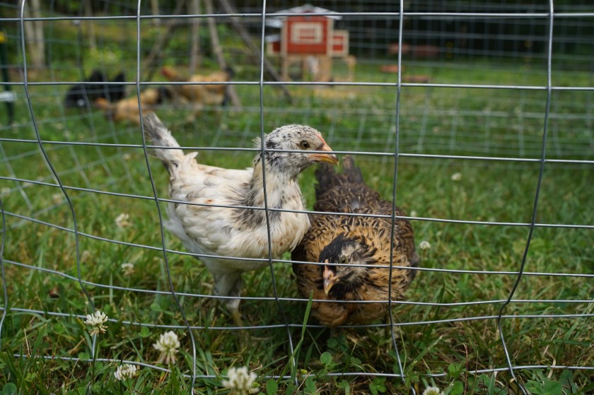 EasterEggerChicks-PlayPen