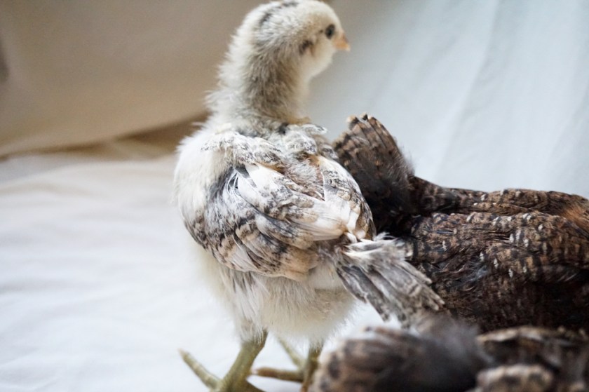 EasterEggerCockerel-3weeks