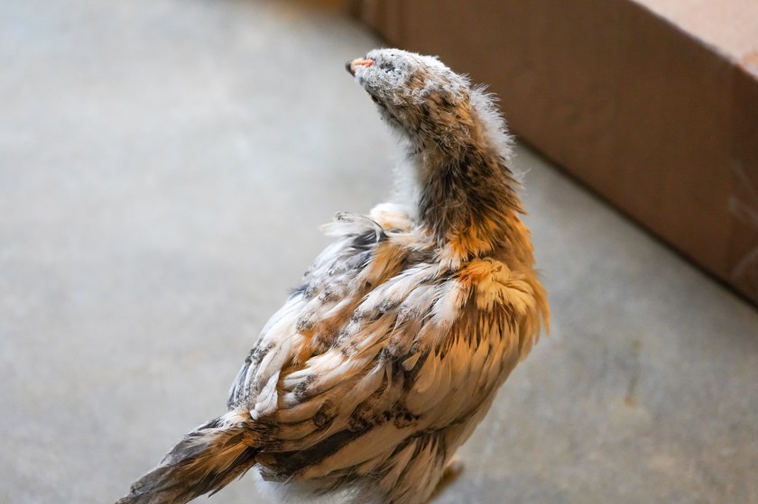 EasterEggerCockerel-backfeathers-3weeks