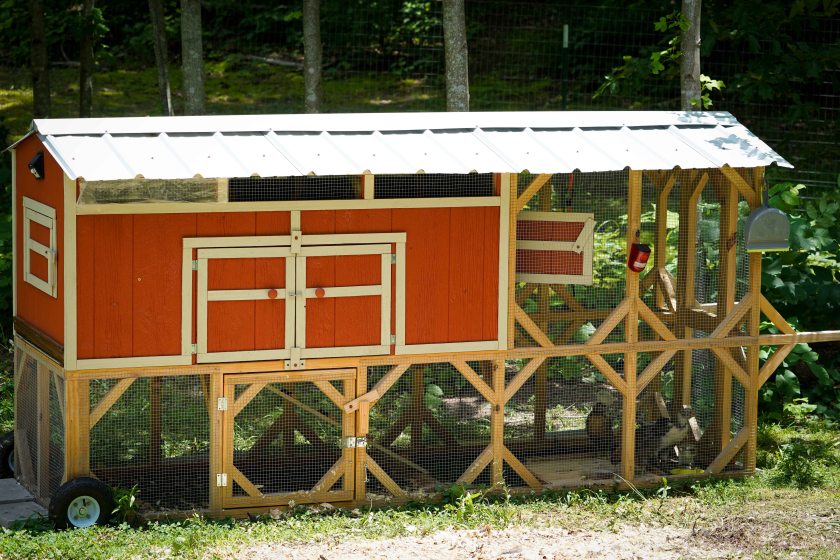 EEChicksinTractorCoop