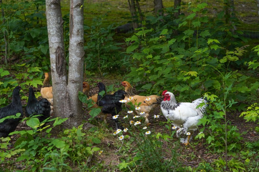 FlockofChickens17weeks