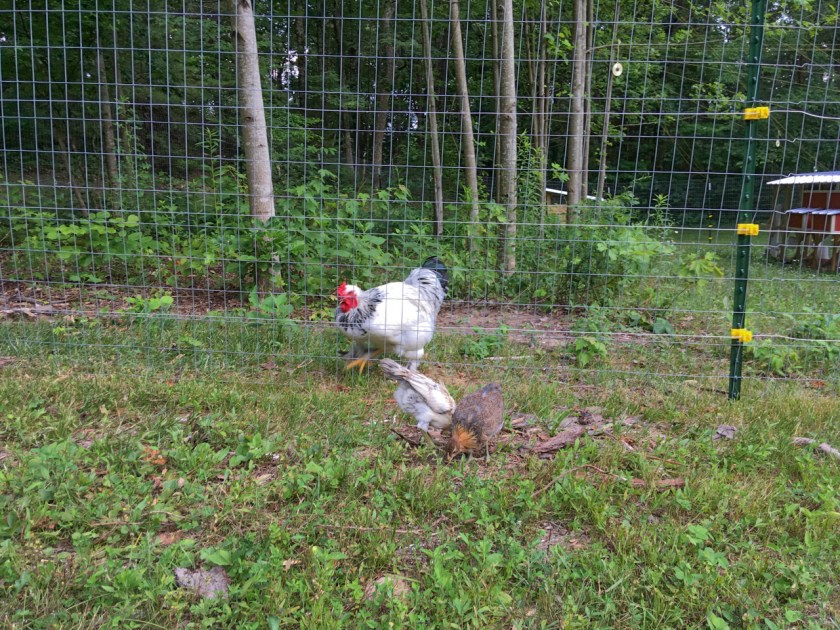 LightBrahmaCockerelWatchesEasterEggerChicks