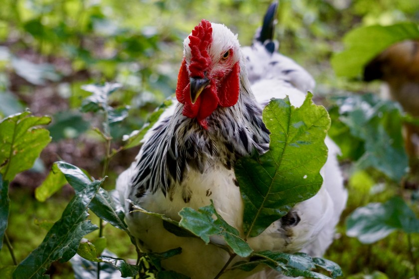 LightBrahmaRooster14weeks