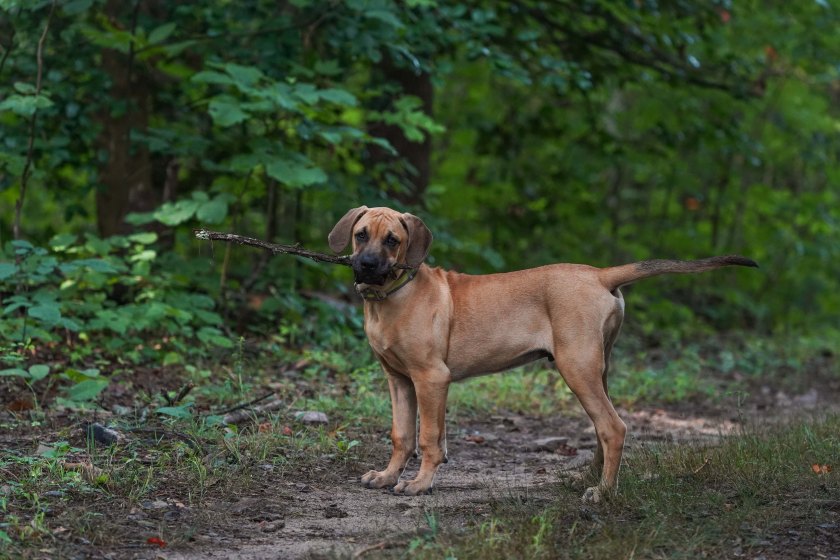 Black Mouth Cur puppy