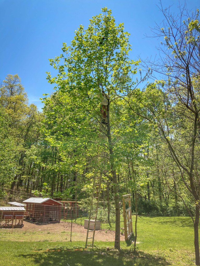 beekeeper on ladder in poplar tree to catch a swarm