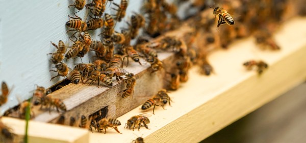 honey bees at a Langstroth hive entrance