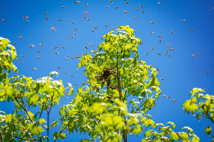 honey bee swarm in gum tree