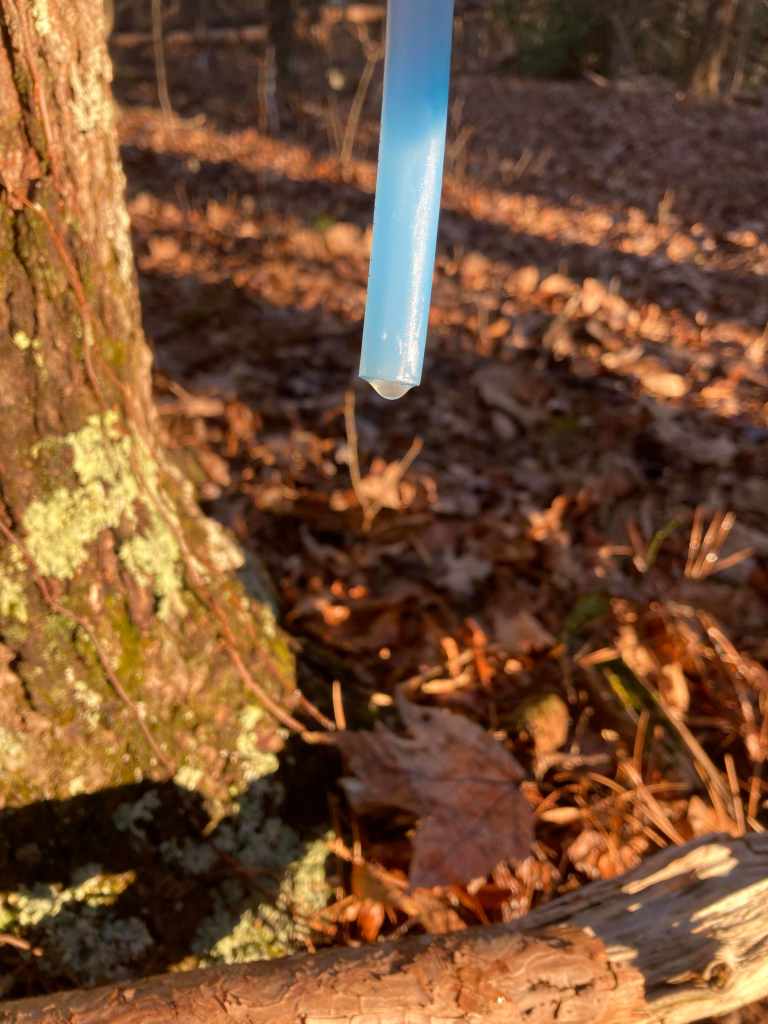 sap running from tubing in maple tree